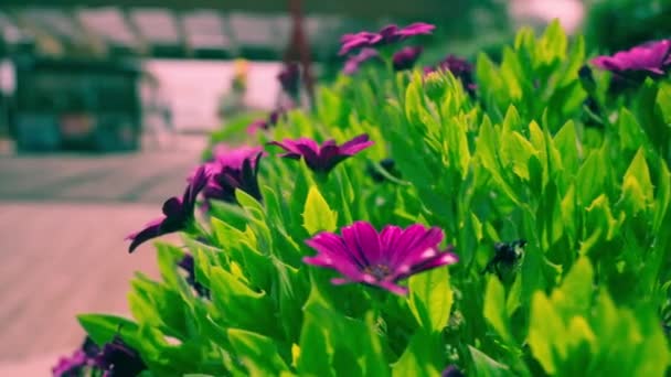 Ambiente Urbano Com Canteiro Flores Com Flores Roxas Imagens Alta — Vídeo de Stock