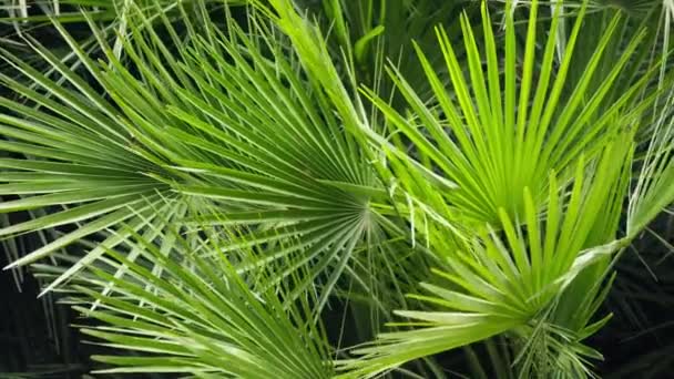 Пальмовые Листья Колеблются Ветру Грубо Высококачественные Кадры — стоковое видео