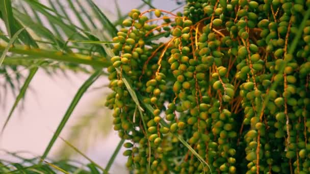 Palmiye Ağacı Meyvesi Yakın Plan Yüksek Kalite Görüntü — Stok video