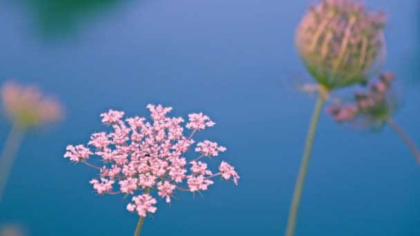 Beautiful Pink Wildflower Background Water High Quality Footage — Stock Video