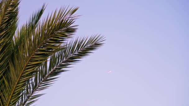 Hermosas Hojas Palma Contra Cielo Imágenes Alta Calidad — Vídeo de stock