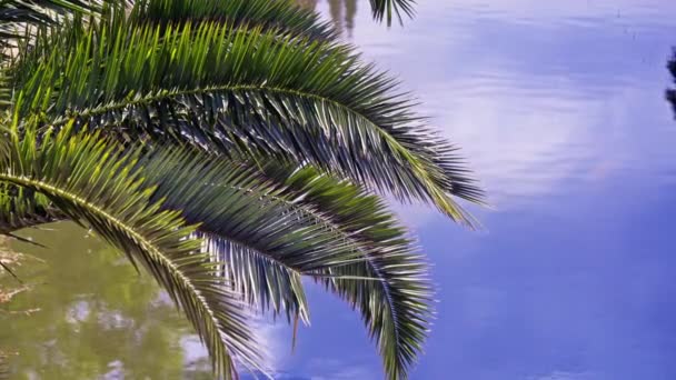 棕榈叶在水的背景上 高质量的4K镜头 — 图库视频影像
