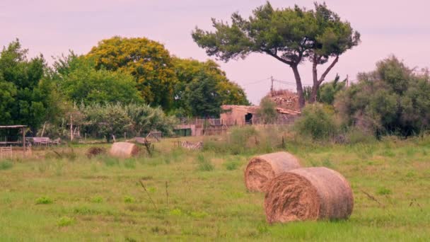 Rustic Landscape Haystacks Barns High Quality Footage — Stock Video