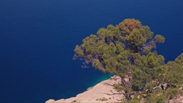 Denizin Üzerindeki Bir Uçurumun Yamacında Büyüyen Bir Dağ Ağacı Yüksek — Stok video