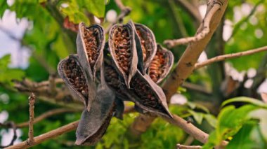 Meyve içinde tohumlar olan egzotik bir bitkidir. Yüksek kalite 4k görüntü