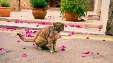 Çiçek yapraklarında oturan evsiz kırmızı kedi. Yüksek kalite 4k görüntü
