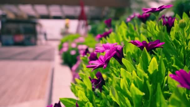 Flores Canteiro Flores Cidade Balançam Vento Imagens Alta Qualidade — Vídeo de Stock
