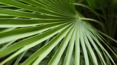 Büyük bir palmiye yaprağı sallanıyor. Yüksek kalite 4k görüntü