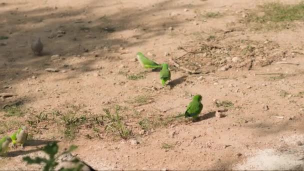 Grupo Pájaros Verdes Parados Encima Campo Tierra — Vídeos de Stock