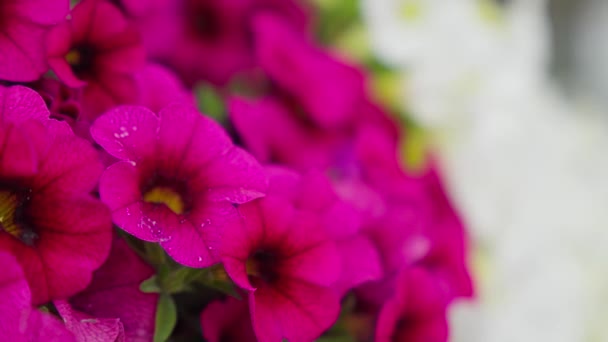 Ein Bund Rosa Blumen Mit Wassertropfen Darauf — Stockvideo