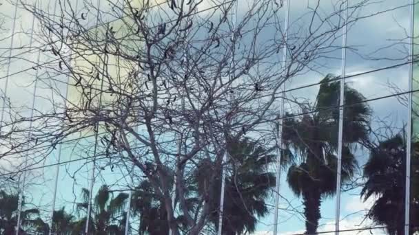 Cam Binadaki Bir Ağacın Yansıması — Stok video