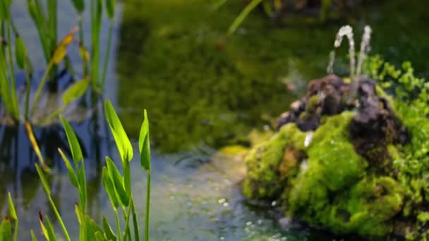 Prachtige Kleine Fontein Vijver Tussen Waterplanten Hoge Kwaliteit Beeldmateriaal — Stockvideo