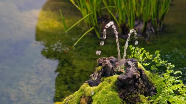 Schöne Kleine Fontäne Teich Zwischen Wasserpflanzen Hochwertiges Filmmaterial — Stockvideo