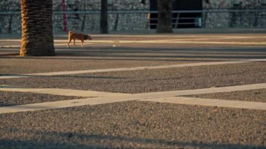 Sokakta palmiye ağacının yanında yürüyen bir köpek