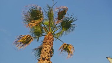 Arka planda mavi gökyüzü olan uzun bir palmiye ağacı.