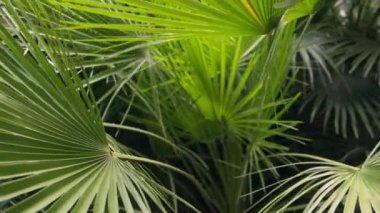 Avuç içleri rüzgarda sallanıyor. Yüksek kalite 4k görüntü