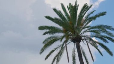 Bulutların arkasındaki palmiye ağacı, rüzgarda hareket eden dallar. Yüksek kalite 4k görüntü