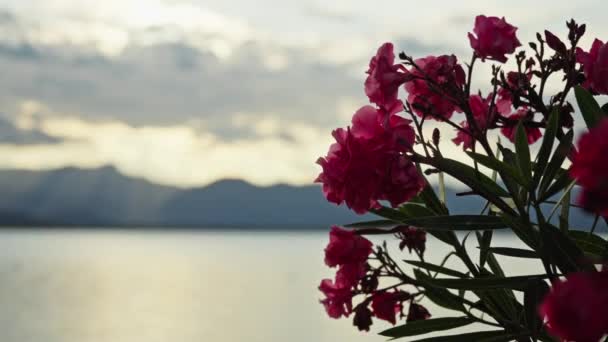 Roze Bloemen Achtergrond Van Zonsondergang Bergen Hoge Kwaliteit Beeldmateriaal — Stockvideo