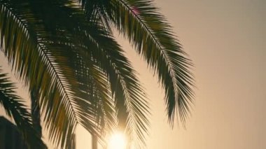 Güneş bir hurma ağacının arkasında batıyor.