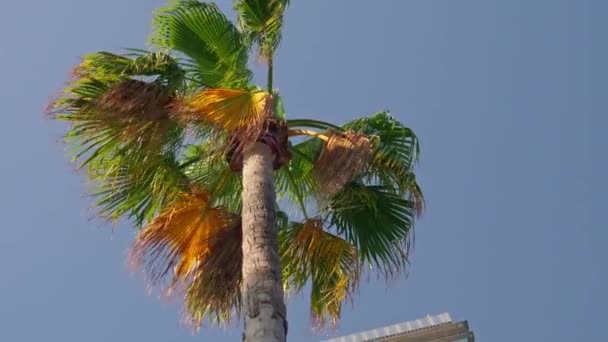 一棵高大的棕榈树 有黄绿色的叶子 — 图库视频影像