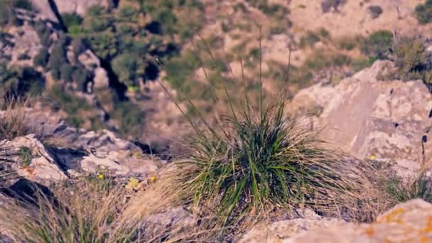 Çimenler Kayaların Üzerinde Büyür Rüzgar Sapları Karıştırır Yüksek Kalite Görüntü — Stok video