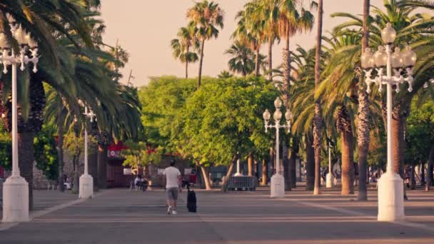 Человек Скейтборде Улице Рядом Пальмами — стоковое видео