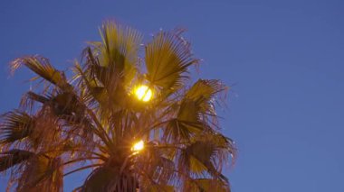 Arka planda sokak lambası olan bir palmiye ağacı. Yüksek kalite 4k görüntü