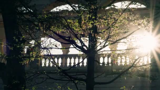 阳光透过树枝射出光芒 — 图库视频影像
