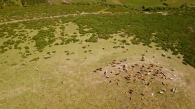 Bir tarladaki sığır sürüsünün havadan görünüşü