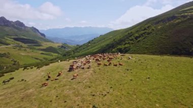 Bir sığır sürüsü yemyeşil bir yamaçta otluyor