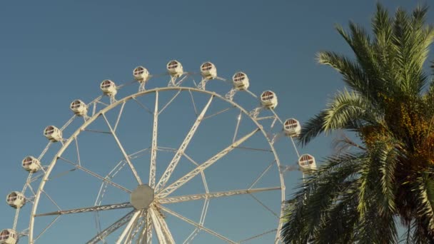 Tall Ferris Wheel Positioned Single Palm Tree Clear Sky — Stock Video