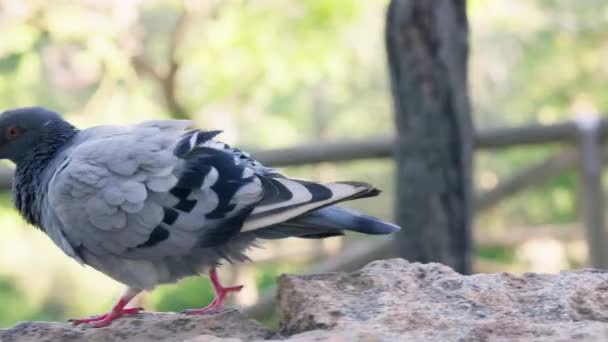 鸽子站在动物园里的岩石上 观察周围环境 — 图库视频影像