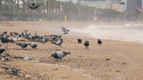 Sahilde Kumlu Sahilde Bekleyen Bir Grup Kuş — Stok video