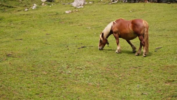 Коричневая Лошадь Опущенной Головой Пасущаяся Ярком Зеленом Поле Солнечным Небом — стоковое видео