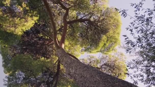 Tittar Upp Ett Högt Träd Mitt Ett Tätt Skogstak — Stockvideo