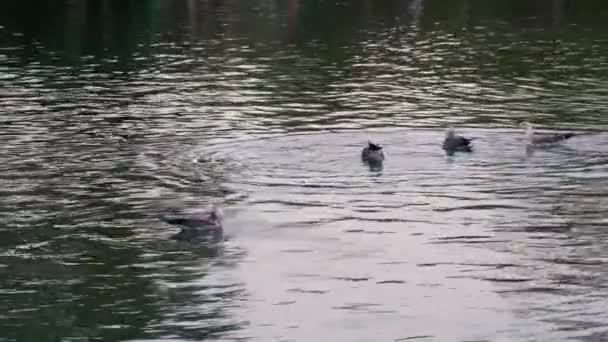 一群在湖面上滑行的鸭子 — 图库视频影像