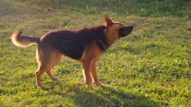 Kahverengi ve siyah köpek canlı yeşil alanda duruyor..