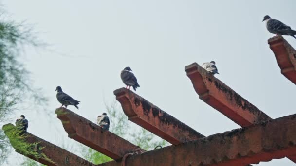 Несколько Птиц Собираются Вершине Ярко Красной Структуры — стоковое видео