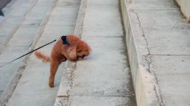 Küçük kahverengi bir köpek beton kaldırımda rahatça yürüyor..