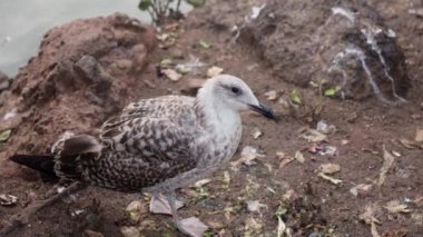 Bir su kütlesinin yanında yerde duran bir kuş..