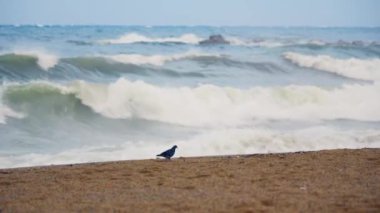 Okyanus dalgalarının yanında kumlu bir kumsala tünemiş bir kuş..