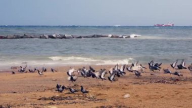 Bir grup kuş toplandı ve deniz kenarındaki kumlu sahilde durdular..