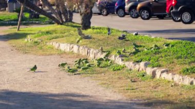 Birçok kuş yol kenarına tünemiş, dinleniyor ve sosyalleşiyor.