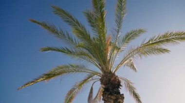 Güneşli bir günde açık mavi gökyüzüne karşı duran uzun bir palmiye ağacı..