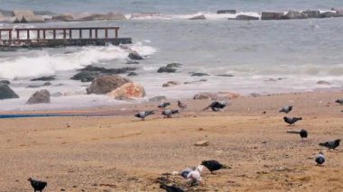 Kumlu bir plajın tepesinde duran bir kuş sürüsü.