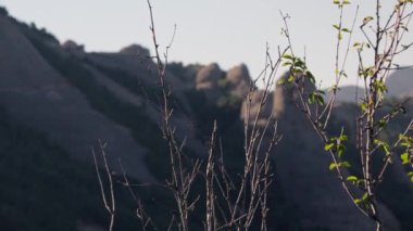 Öndeki ağaçlardan oluşan sık bir ormanın arkasında bir dağ zirvesi yükseliyor..