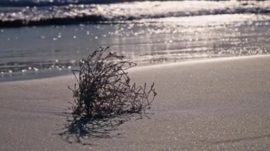 Parlak güneşin altında kumlu sahilden görünen küçük bir bitki büyüyor ve dayanıklılığını gösteriyor..