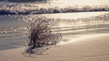 Güneşli bir günde kumsaldaki altın kumdan küçük yeşil bir bitki çıkar..