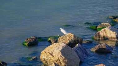 Sudaki kayaların üzerine tünemiş beyaz bir kuş, dalgalar nazikçe etrafını sarıyor..