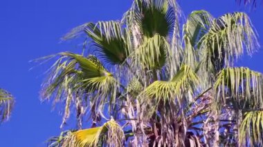 Parlak yeşil yaprakları olan uzun palmiye ağaçları açık mavi gökyüzüne uzanır, güneşli bir ortamda tropikal güzellikler sergilerler..
